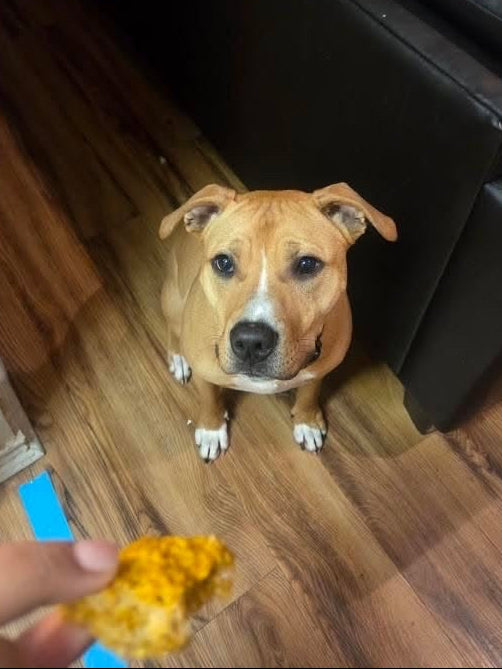 Customer Feeding Piece of PUP OAT Cookie 